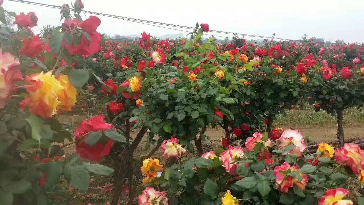 黄天霸百合在室内花瓶中的养护场景
