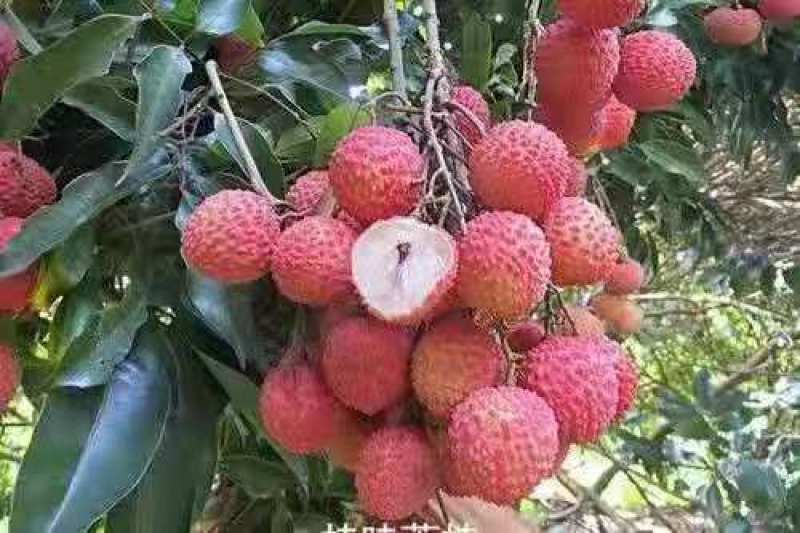 桂味荔枝