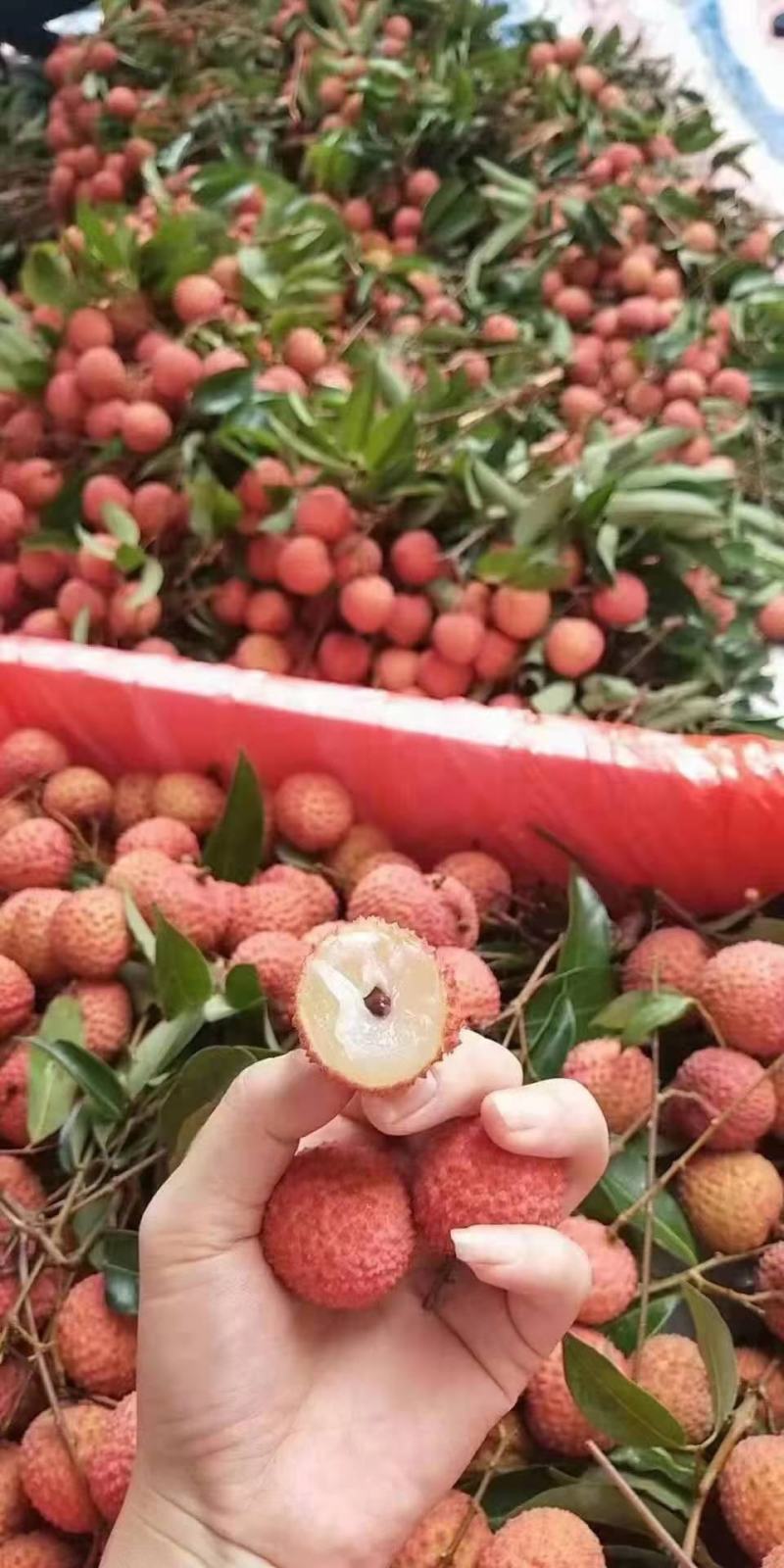 桂味荔枝