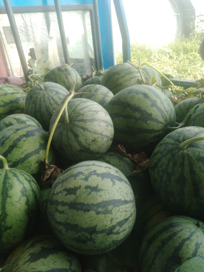 河南开封龙卷风西瓜，8斤以上，沙瓤，包熟包甜，货源充足。