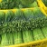 韮苔长期有货保质保量现货速发诚信经营