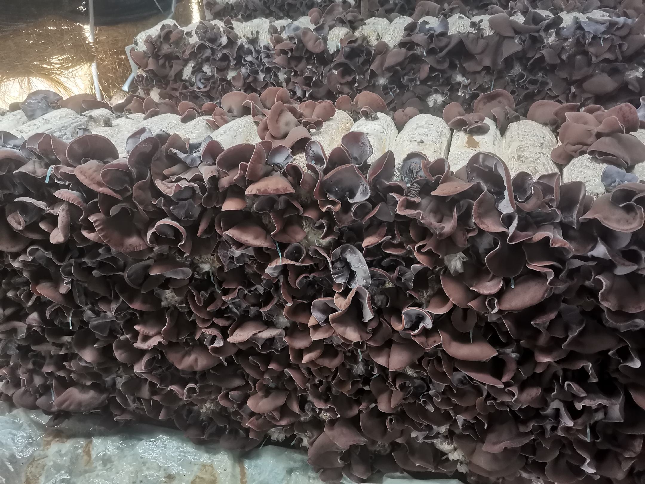 新鲜黑木耳在白色背景上,展示其自然形态和颜色 黑木耳实物展示