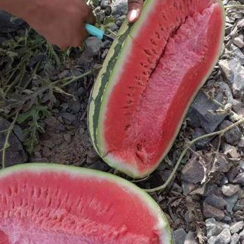 诚信代办代发宁夏硒砂瓜