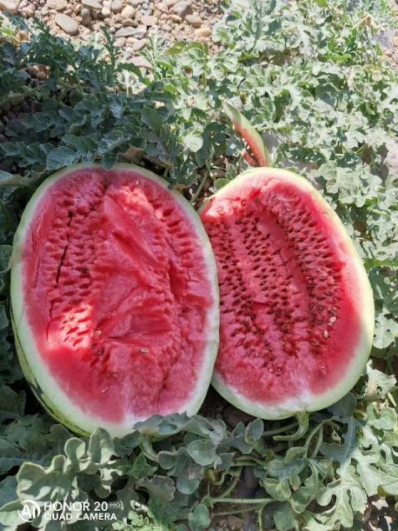 诚信代办代发宁夏硒砂瓜