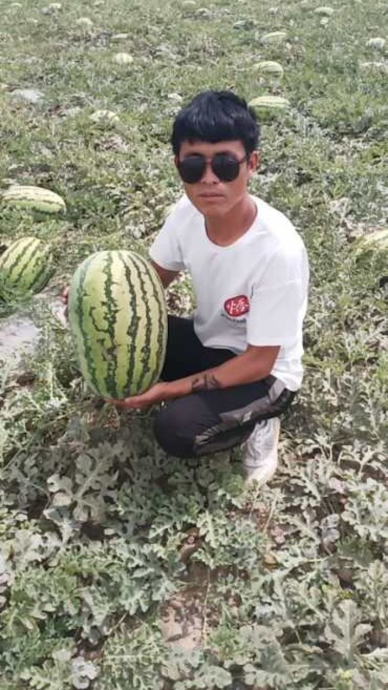 诚信代办代发宁夏硒砂瓜