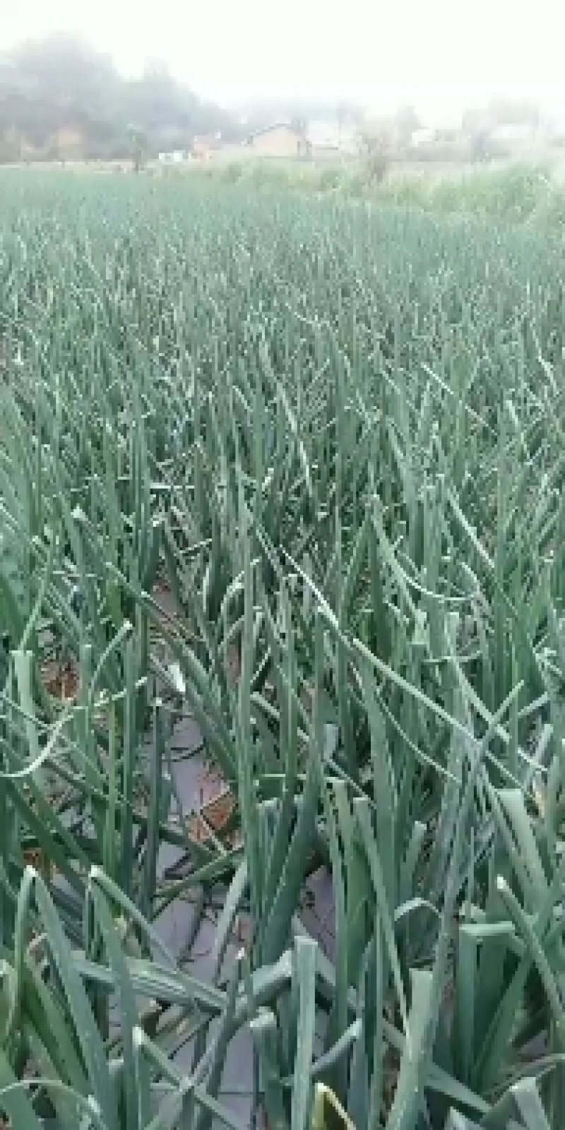本地红皮洋葱，果大皮红，抗病能力强，适应性广。