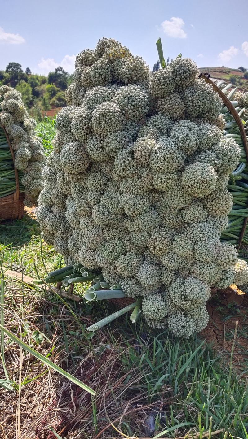 本地红皮洋葱，果大皮红，抗病能力强，适应性广。