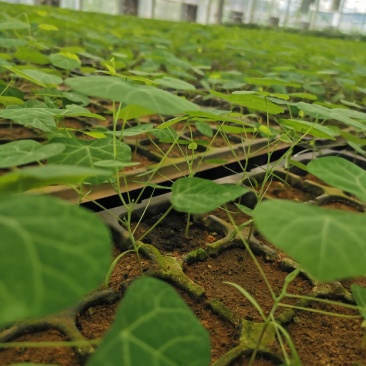 粉防己苗销售，价格合理，欢迎采购