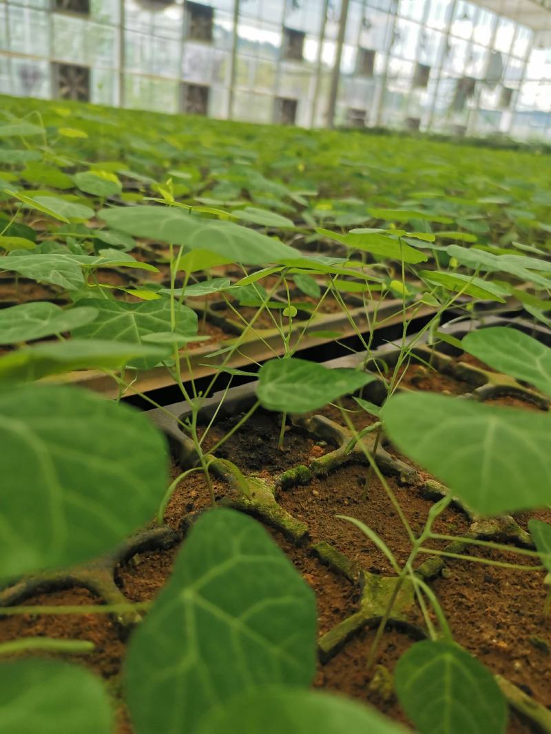 粉防己苗销售，价格合理，欢迎采购