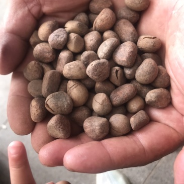 大风子大枫子实物拍摄保庆药业货干净干度好现货