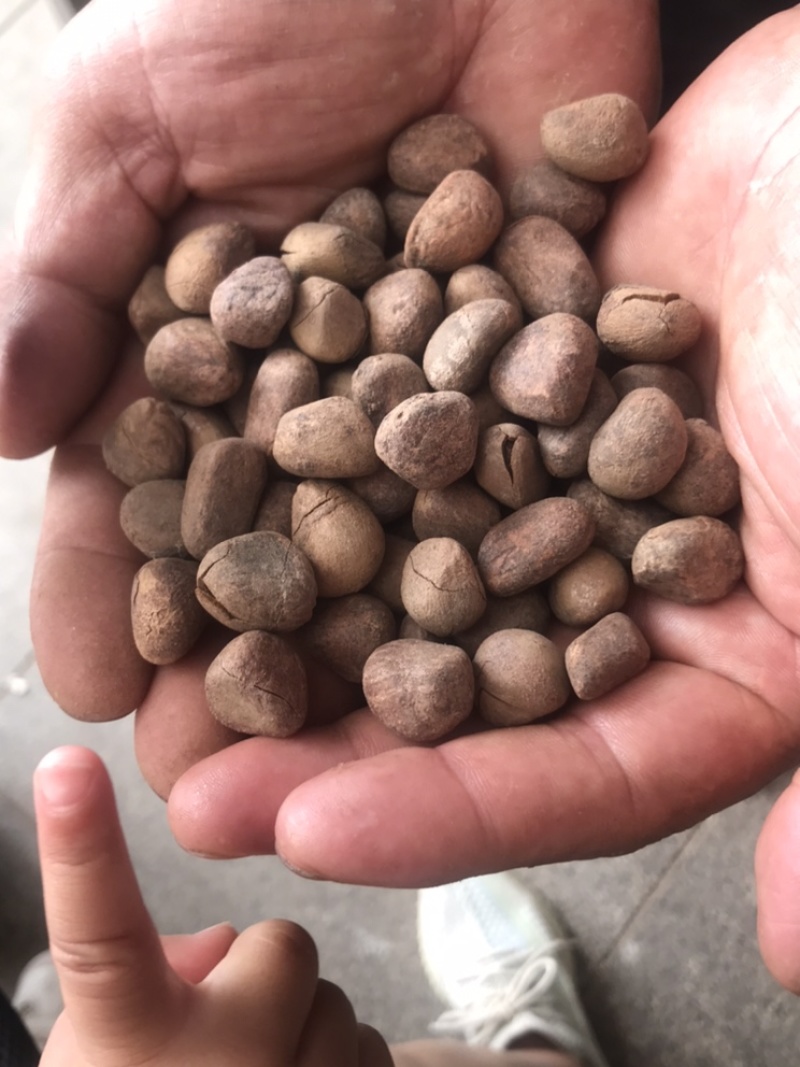 大风子大枫子实物拍摄保庆药业货干净干度好现货