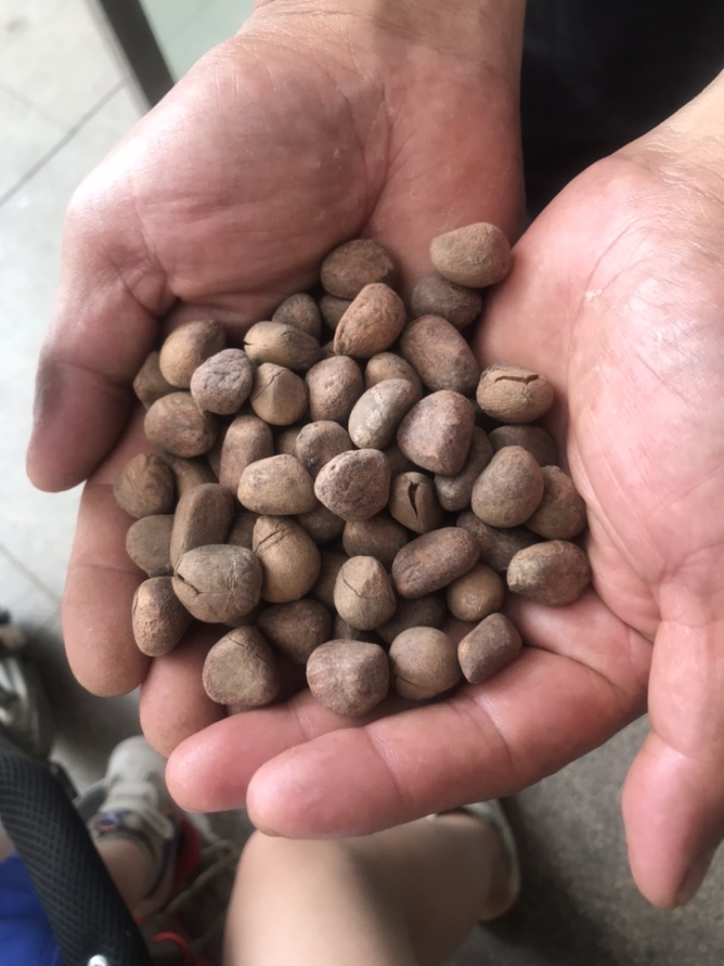 大风子大枫子实物拍摄保庆药业货干净干度好现货
