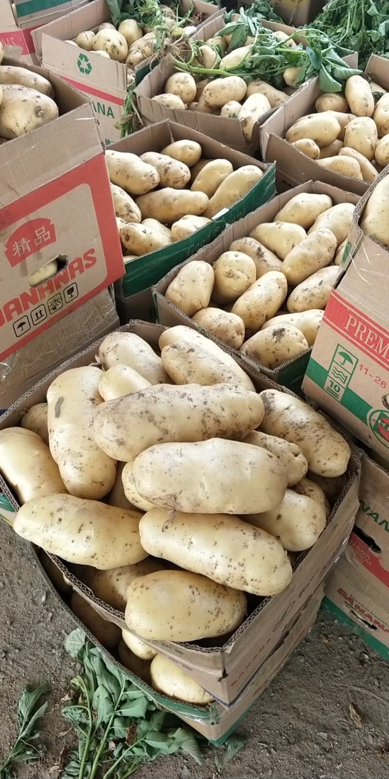 荷兰十五土豆上市中欢迎新老顾客前来采购