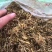 野生金银花