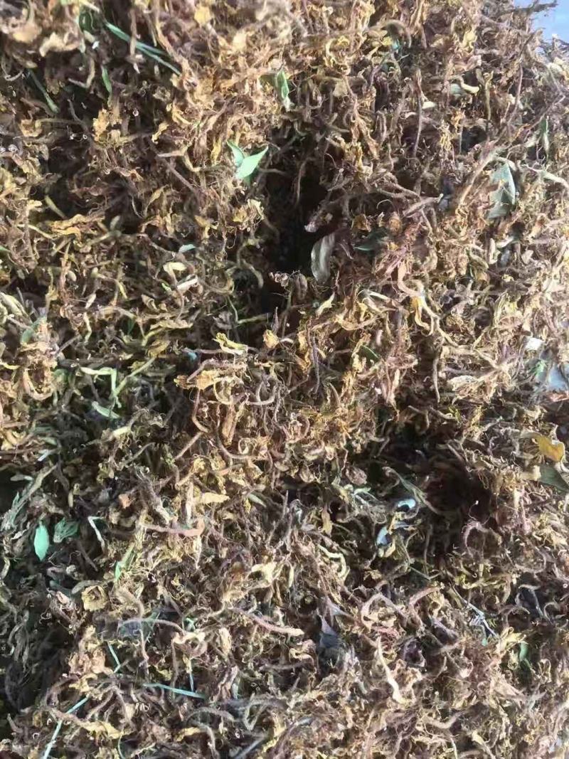 野生金银花