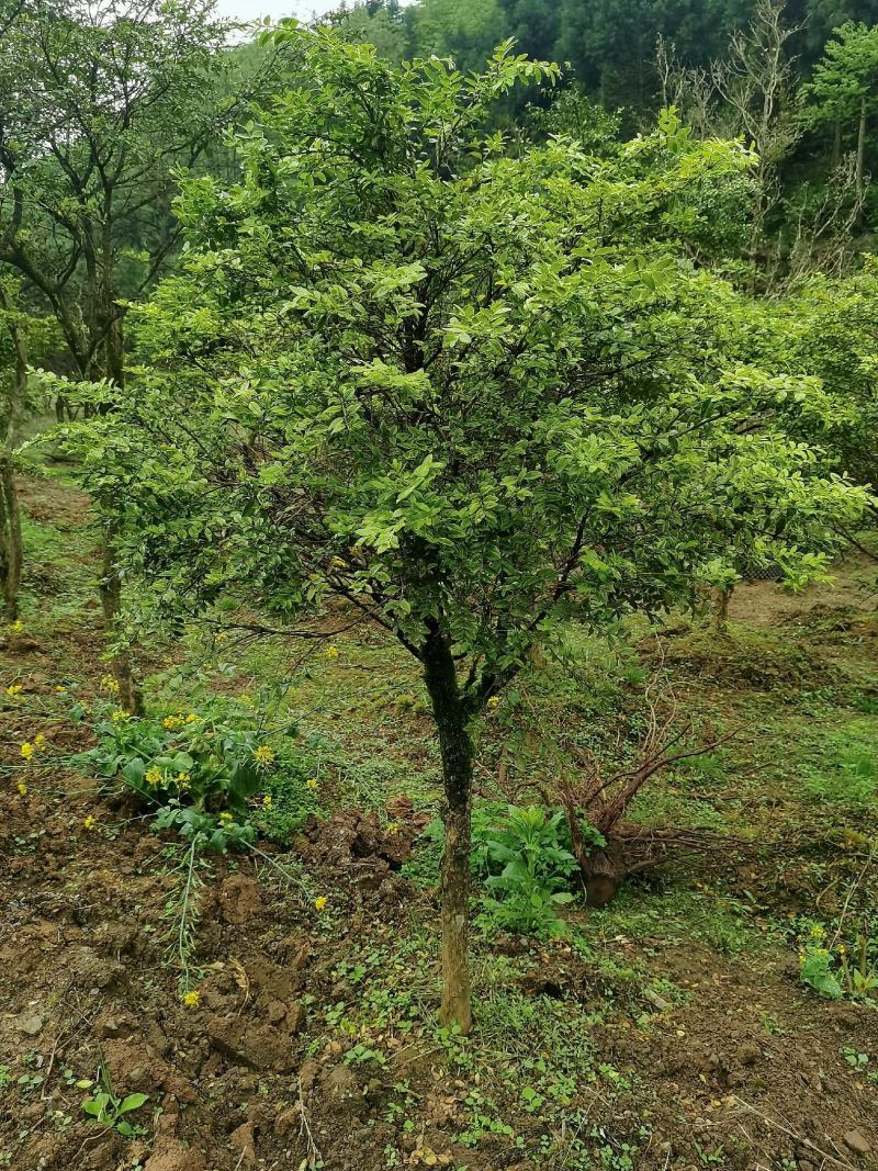 湖北瓜子黄杨，雀舌黄杨，大量有货，全枝全惯，盆景全国齐发