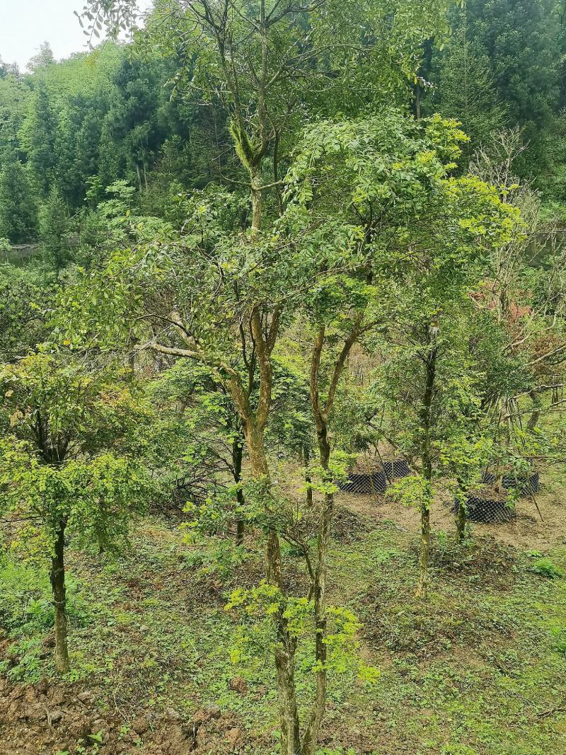 湖北瓜子黄杨，雀舌黄杨，大量有货，全枝全惯，盆景全国齐发