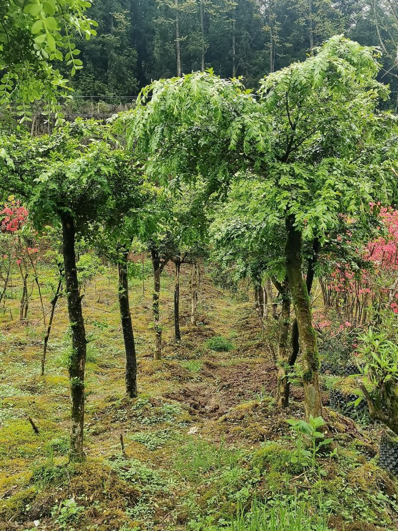 湖北瓜子黄杨，雀舌黄杨，大量有货，全枝全惯，盆景全国齐发