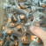 海苔卷！净货10斤！香张脆脆好品质！