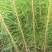 优质马尾松苗，一手货源，自产自销，现货批发，量大从优