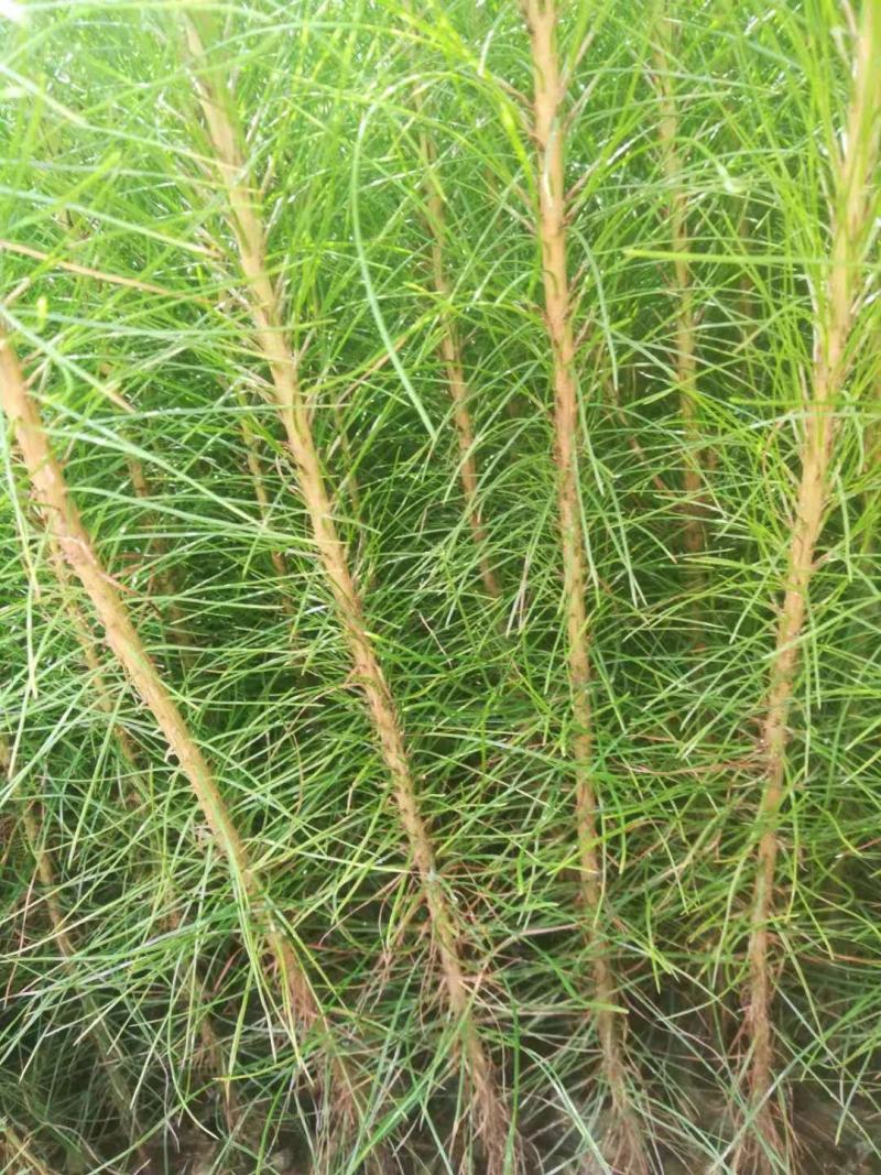 优质马尾松苗，一手货源，自产自销，现货批发，量大从优