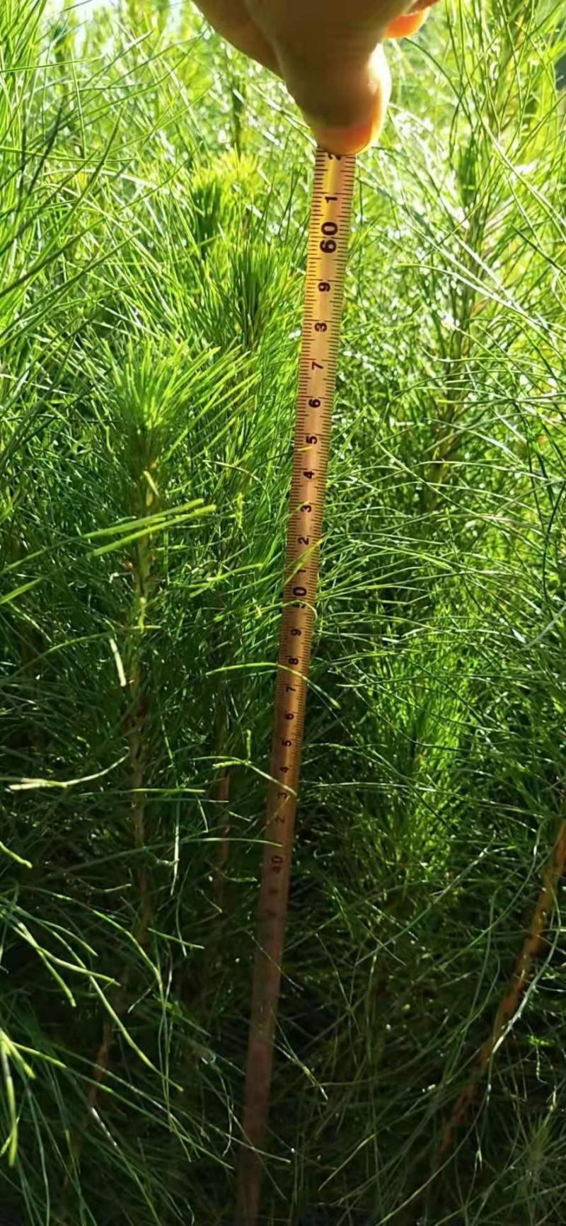 优质马尾松苗，一手货源，自产自销，现货批发，量大从优
