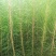 优质马尾松苗，一手货源，自产自销，现货批发，量大从优