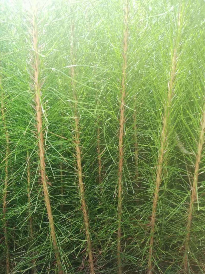 优质马尾松苗，一手货源，自产自销，现货批发，量大从优