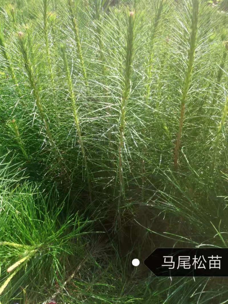 优质马尾松苗，一手货源，自产自销，现货批发，量大从优