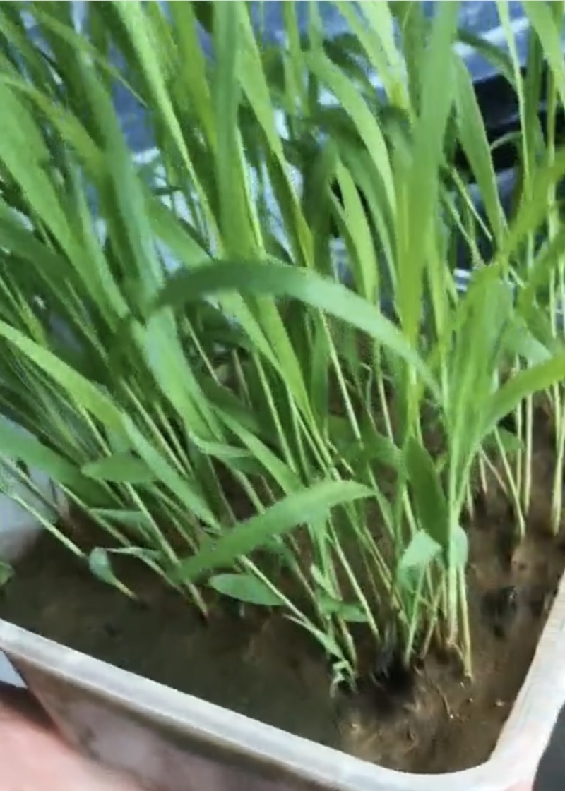 高丹牧草