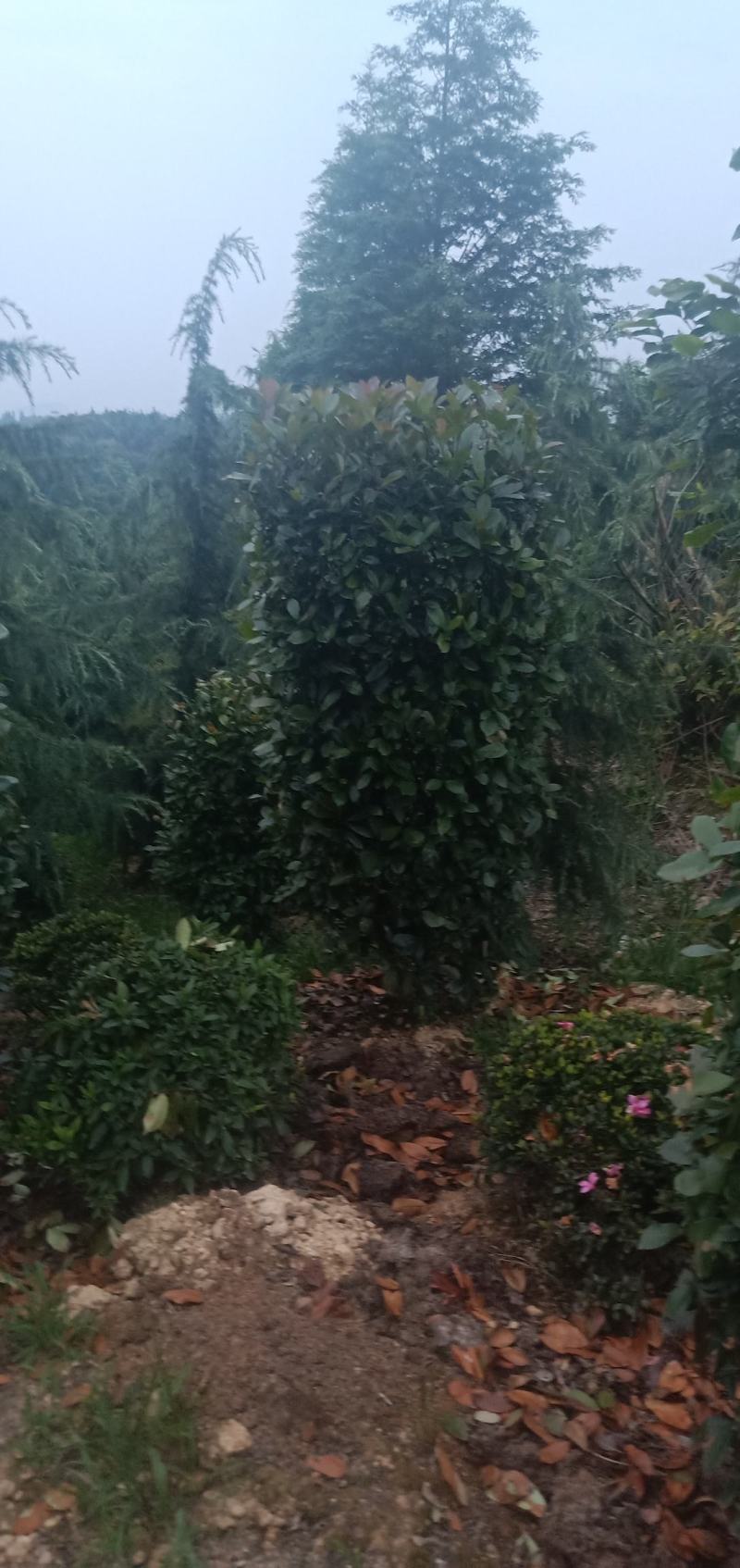 红叶石楠柱，规格大小齐全，基地批发，量大从优。