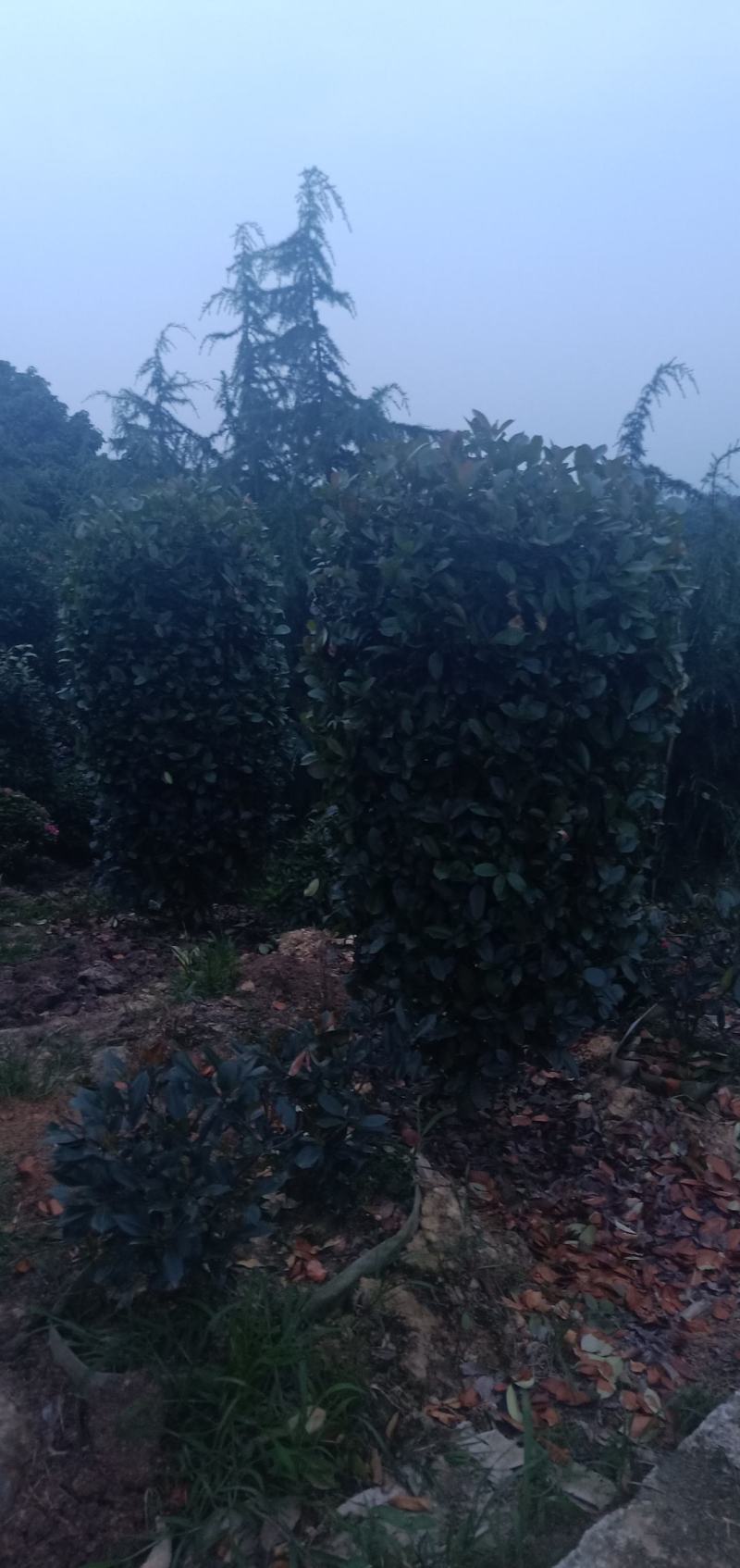 红叶石楠柱，规格大小齐全，基地批发，量大从优。