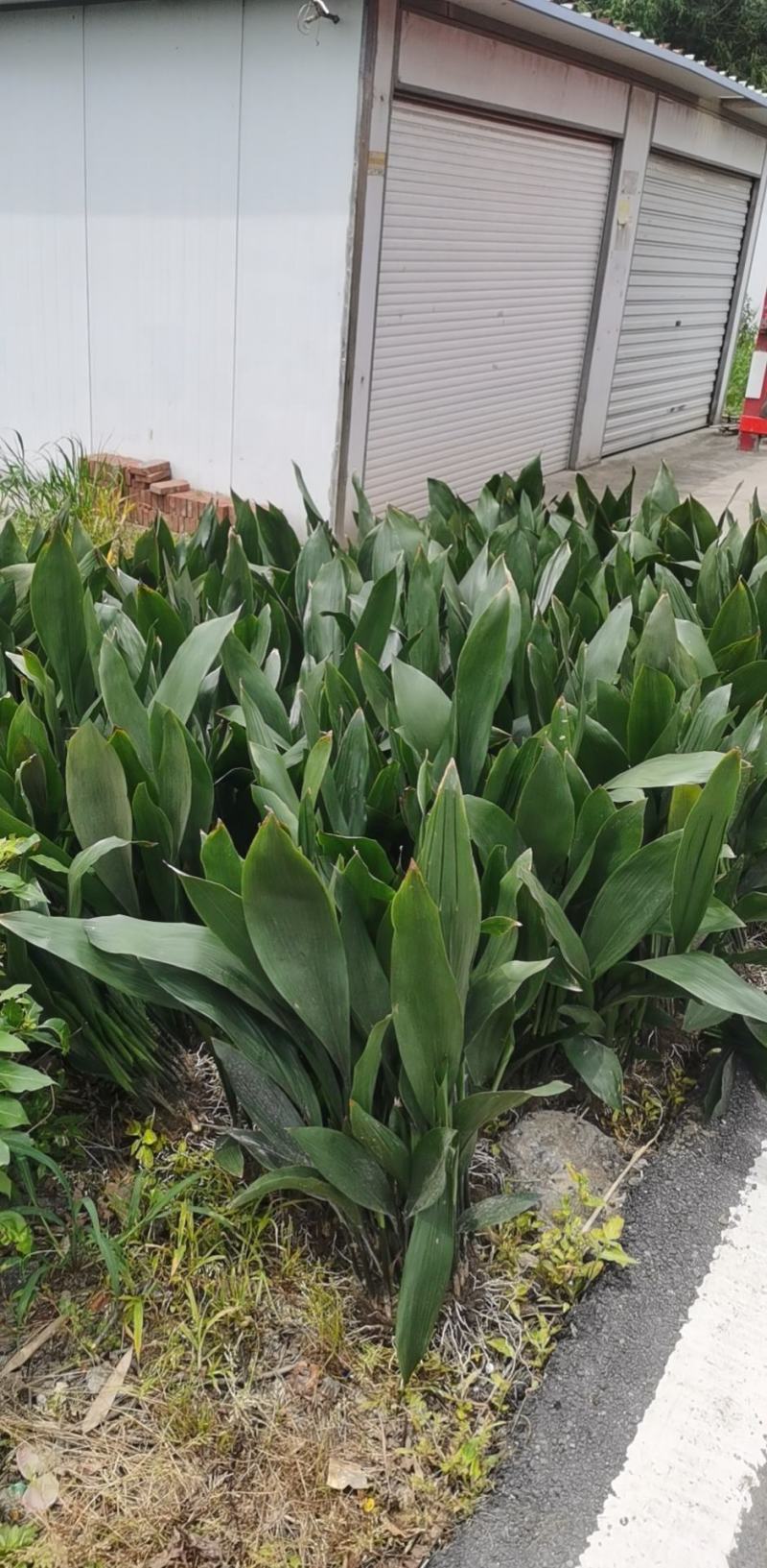 一叶兰基地直供花叶一叶兰青叶一叶兰地苗耐寒耐干懒人植物