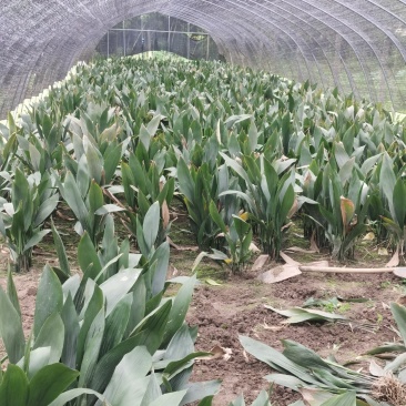 一叶兰基地直供花叶一叶兰青叶一叶兰地苗耐寒耐干懒人植物