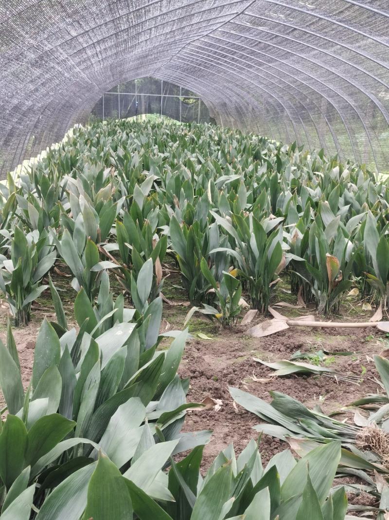 一叶兰基地直供花叶一叶兰青叶一叶兰地苗耐寒耐干懒人植物