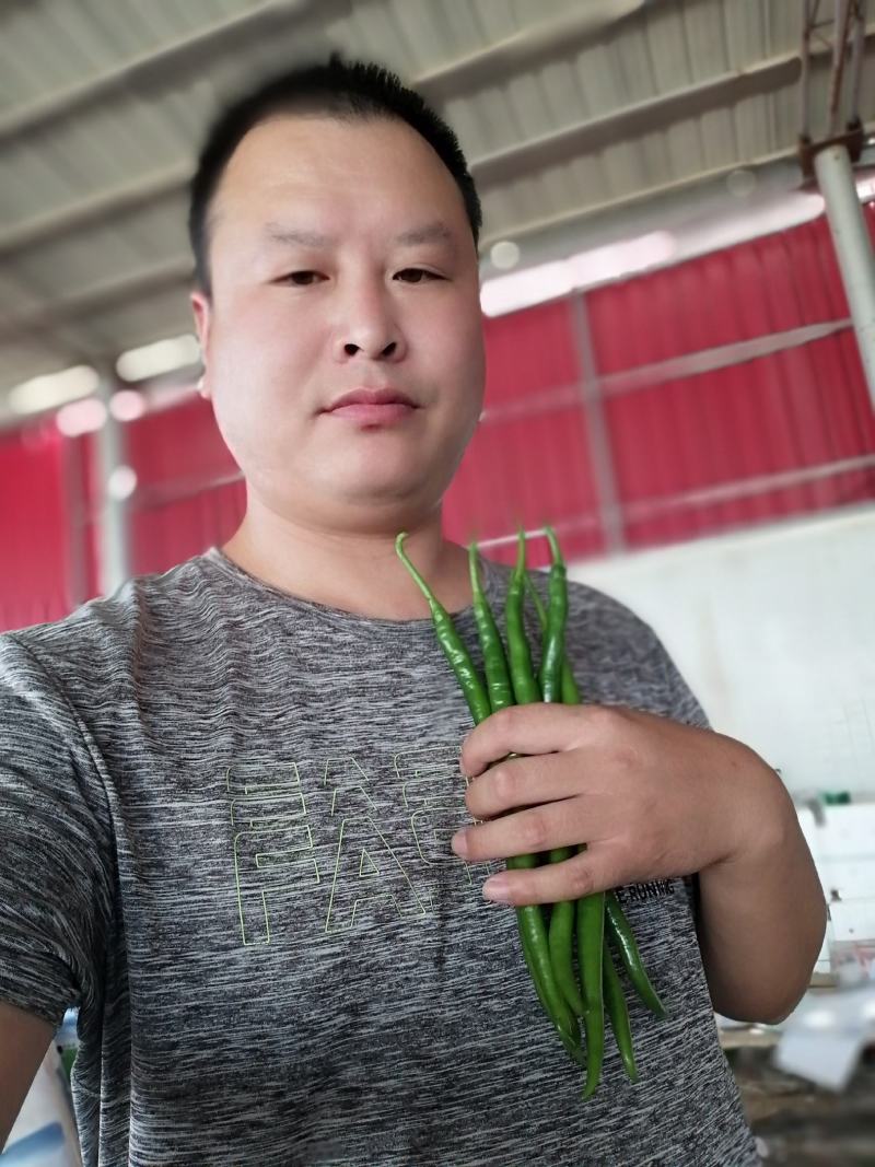 山东惠民精品黑线，合作社一手货源，基地直供，保质保量！