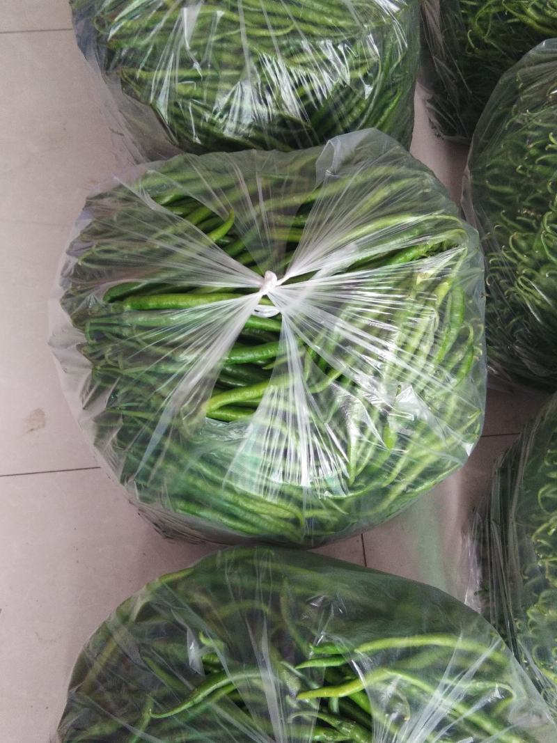 山东惠民精品黑线，合作社一手货源，基地直供，保质保量！