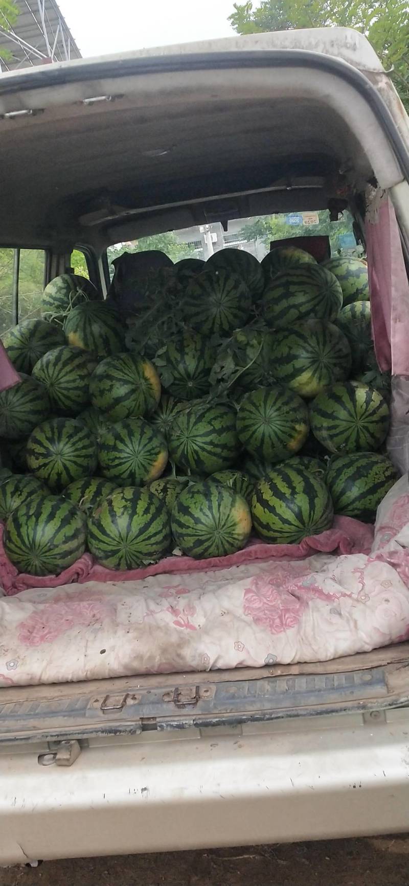 直生锦王
