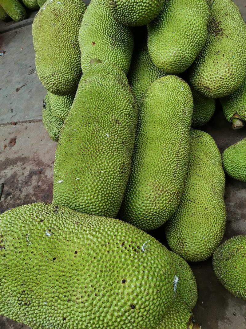 新鲜菠萝蜜产地直发，货发全国一件代发，保质保量量大从优！