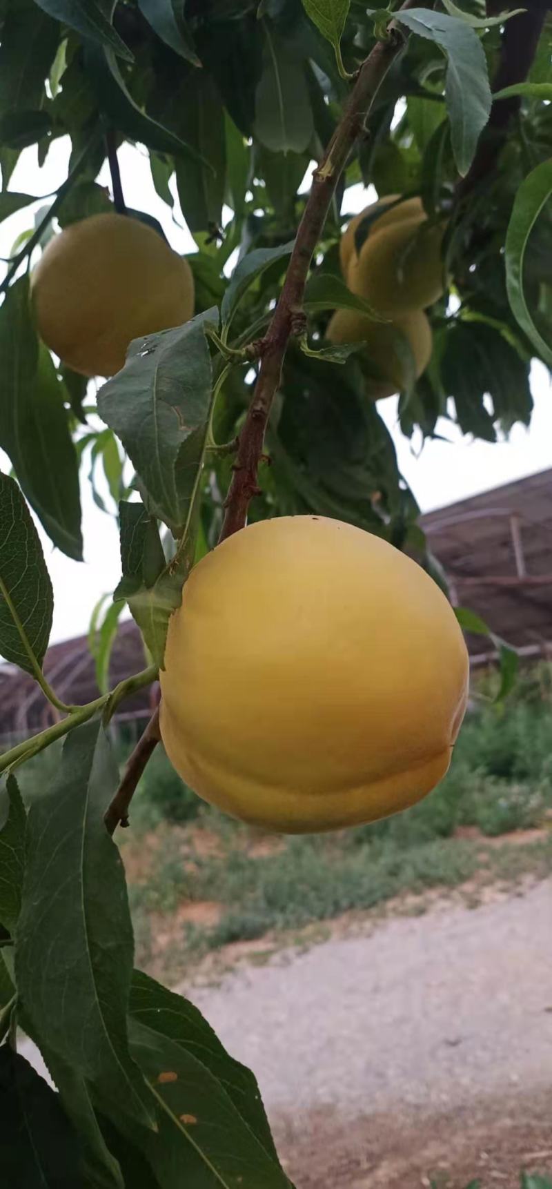 黄金蜜一号