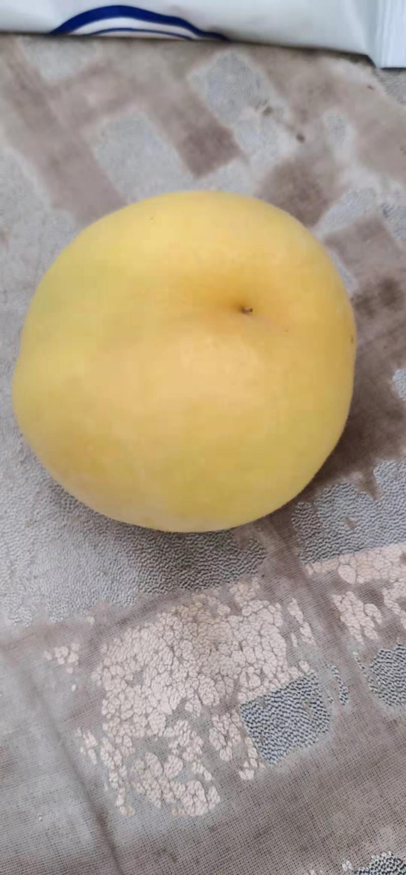 黄金蜜一号