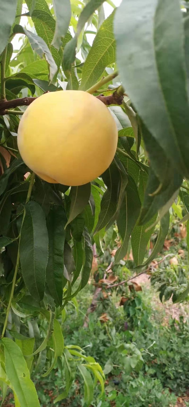 黄金蜜一号