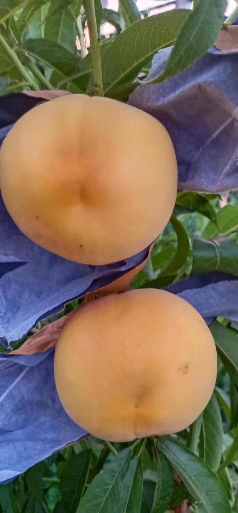 黄金蜜一号