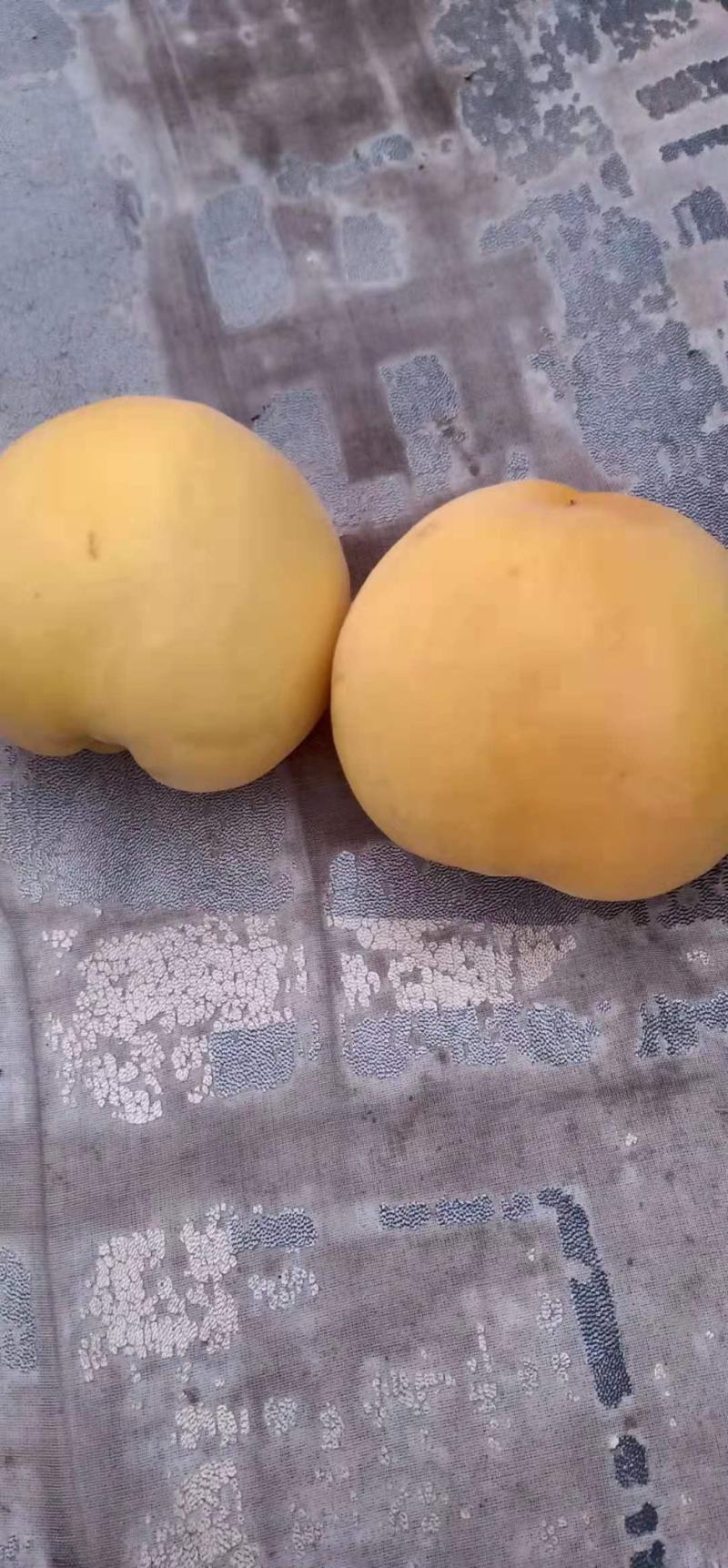 黄金蜜一号