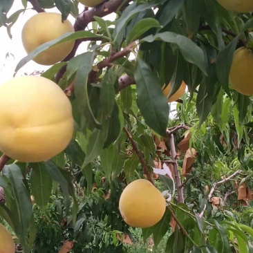 黄金蜜一号