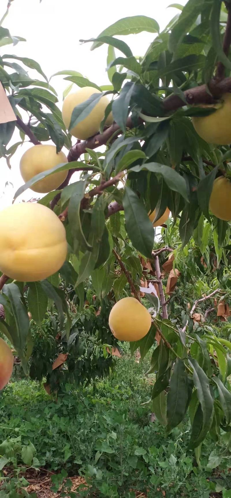 黄金蜜一号