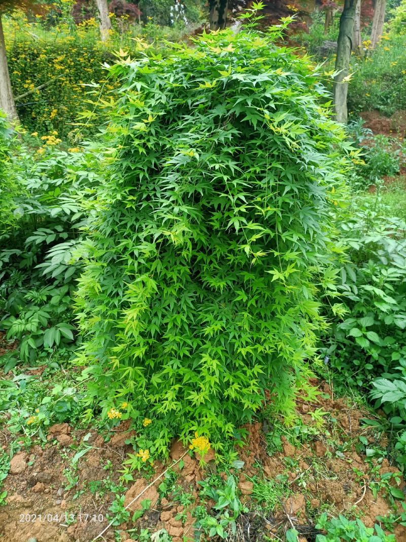 供应枫树三季枫日本红枫羽毛枫中枫红