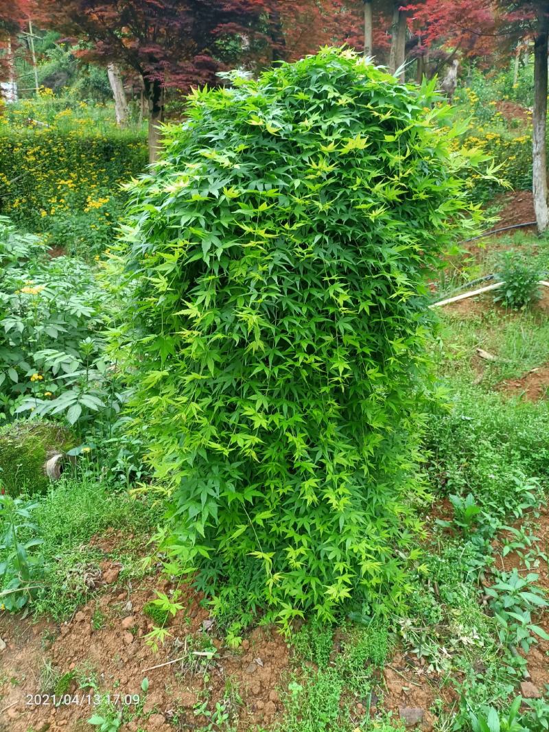 供应枫树三季枫日本红枫羽毛枫中枫红