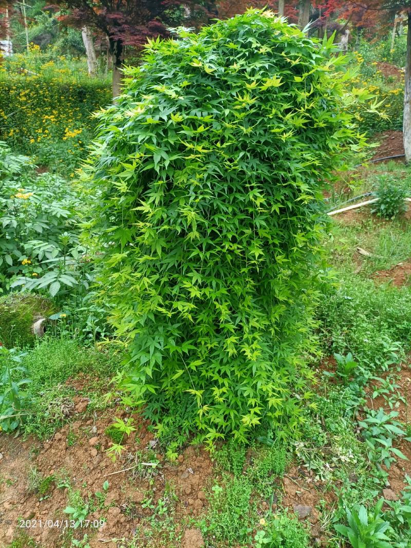 供应枫树三季枫日本红枫羽毛枫中枫红
