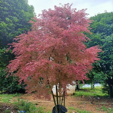 供应枫树三季枫日本红枫羽毛枫中枫红